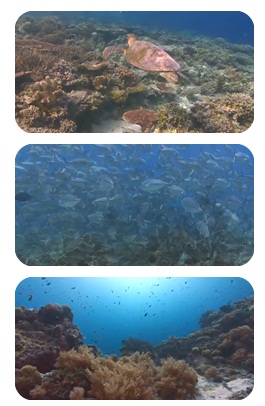 อุทยานปะการังทางทะเลทุบบ